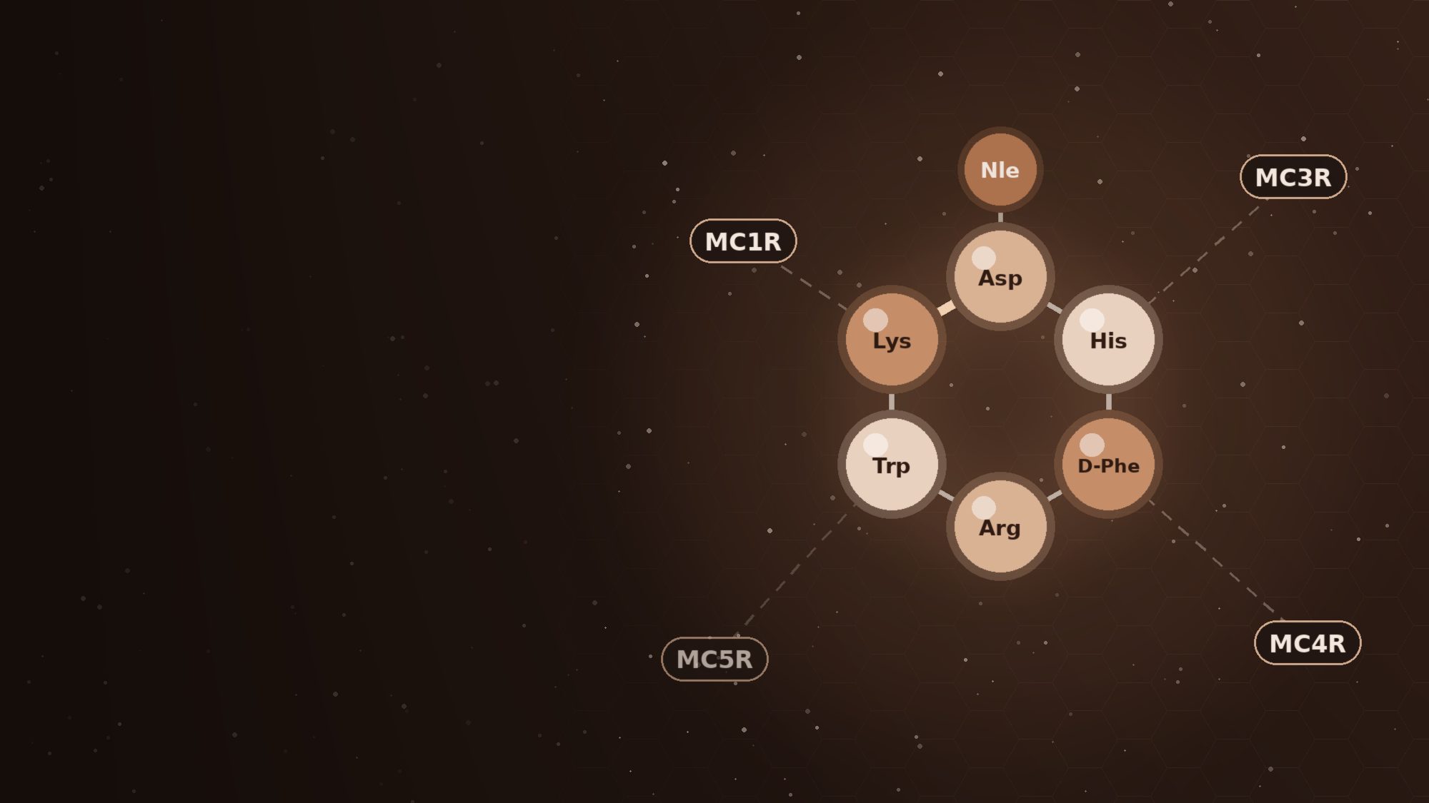 Six copper-coloured spheres joined in a ring with a short tail, linked by dashed lines to labels MC1R, MC3R, MC4R and MC5R on a dark brown hexagonal background
